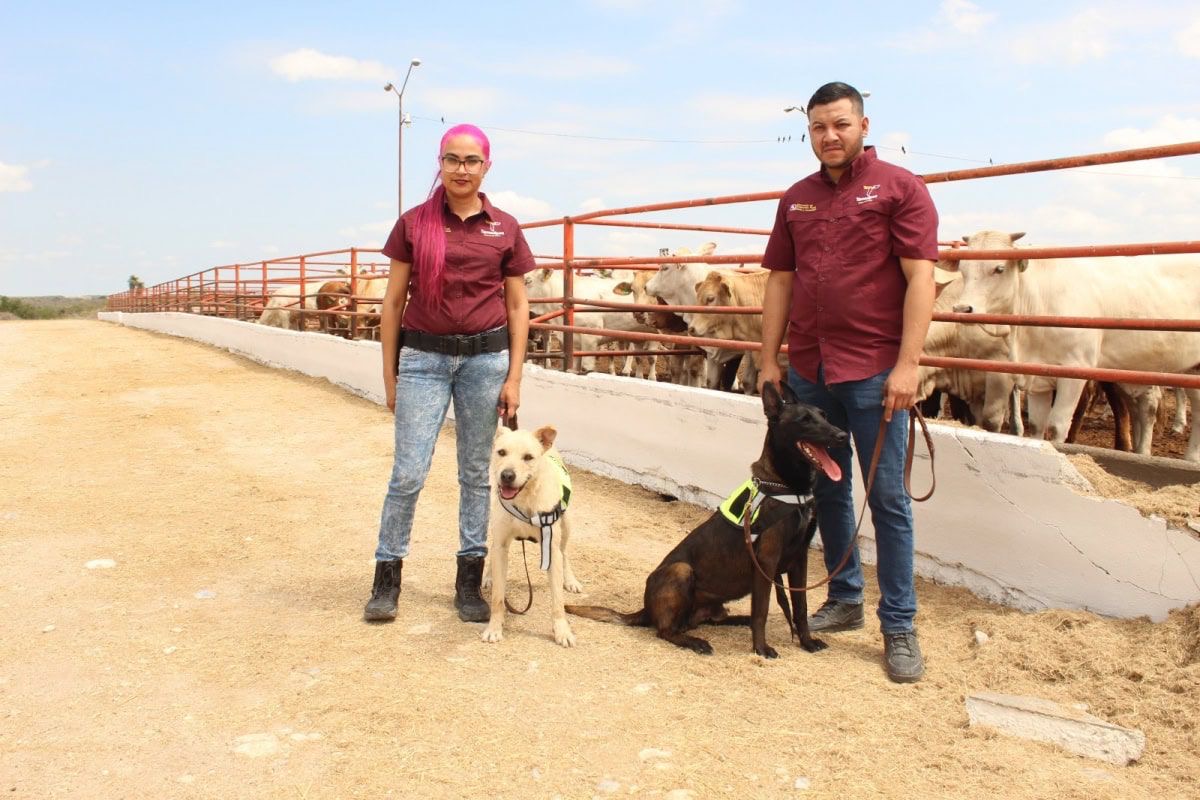 Binomio canino inspeccionando ganado en punto de revisión sanitaria en Tamaulipas para detectar gusano barrenador
