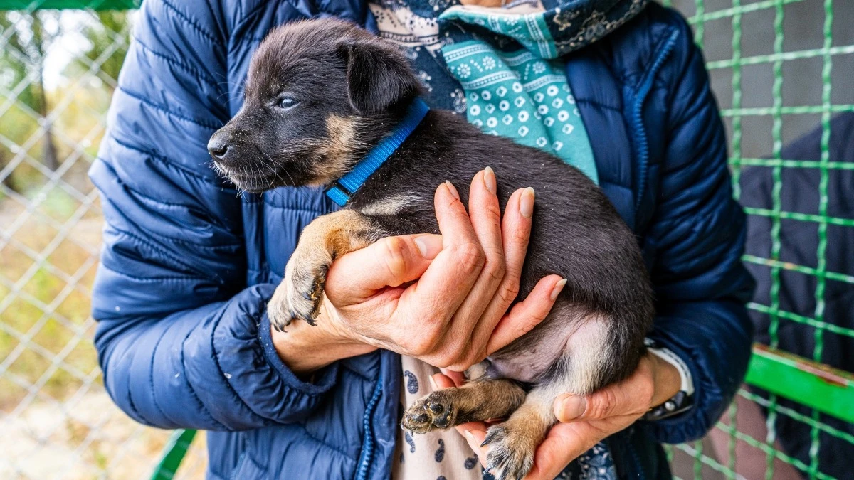 Congreso aprueba que tiendas de mascotas en Tamaulipas difundan animales en adopción