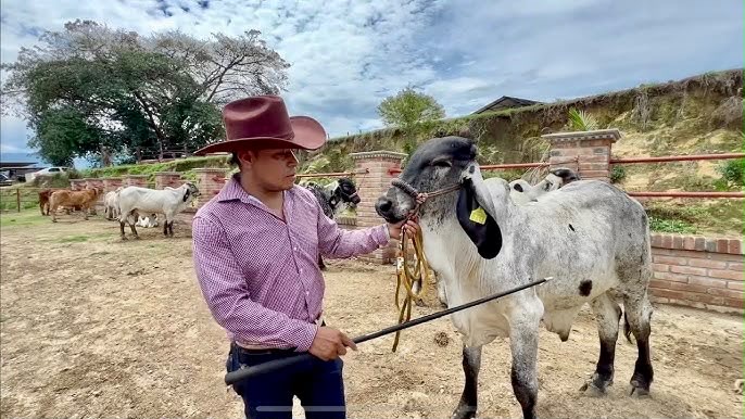 Vaquero a caballo en rancho ganadero de Tamaulipas, donde existe un déficit de vaqueros del 70%