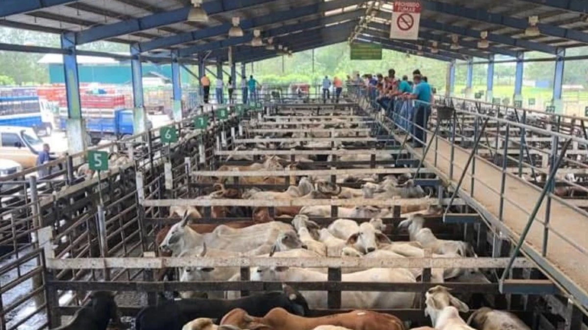 En Tamaulipas solo se subasta ganado sano y libre de heridas