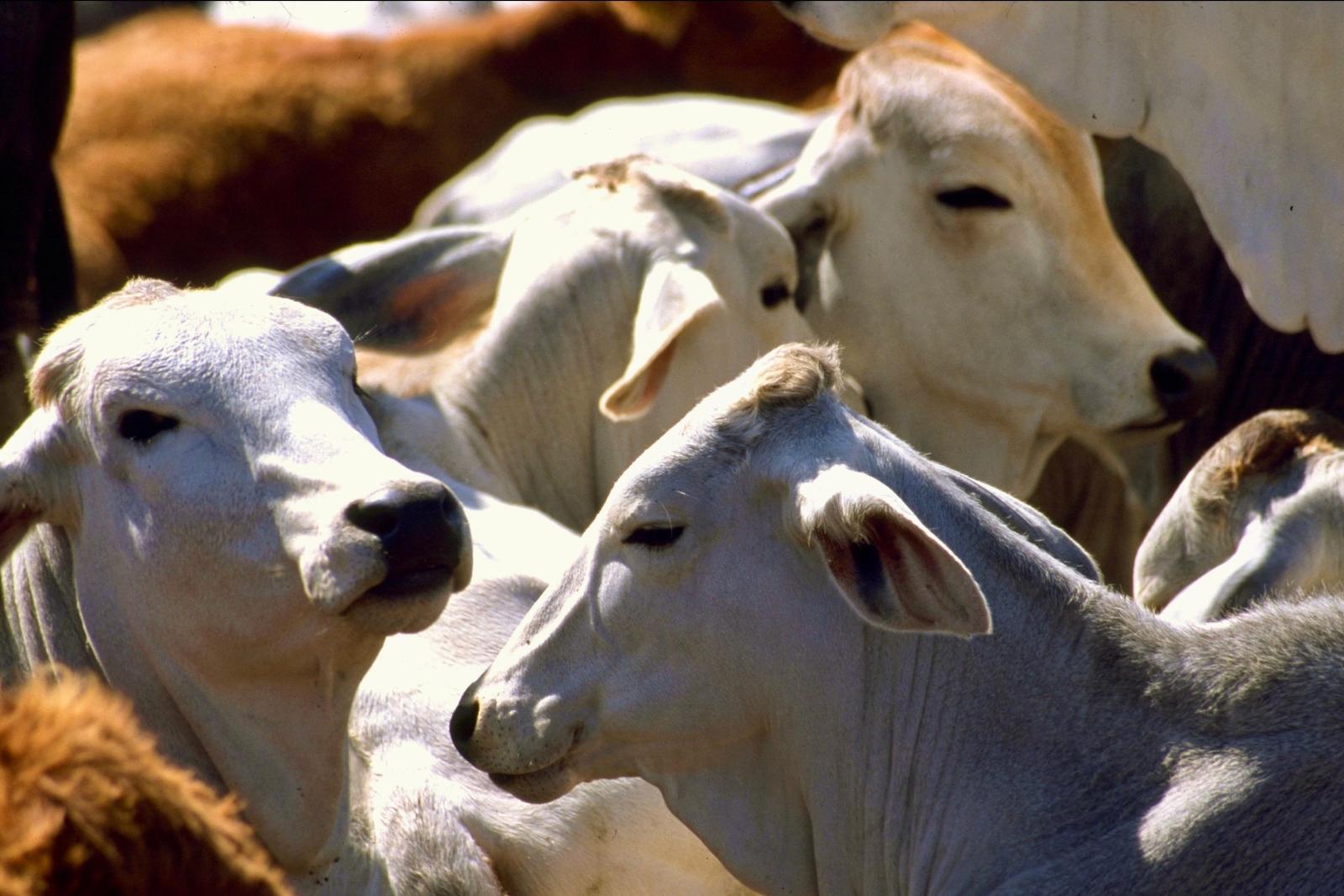 Ganado bovino en campo de Tamaulipas, México, en el contexto de la reanudación de exportación de ganado a EU tras la plaga del gusano barrenador