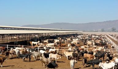 Ganado bovino en Tamaulipas listo para exportación, afectado por cierre de cruces fronterizos