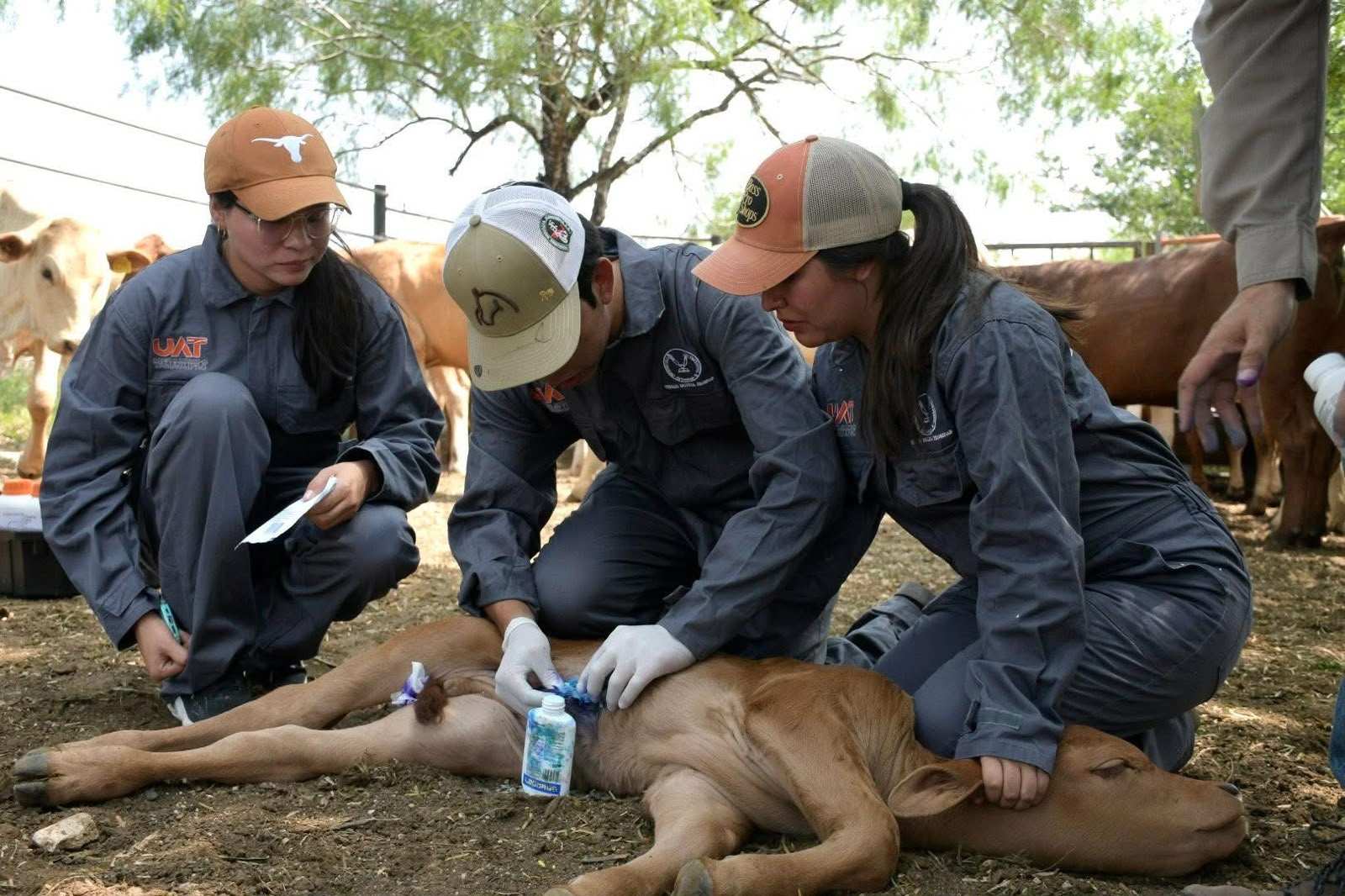Exzolt reduce casos de gusano barrenador en ganado de Tamaulipas