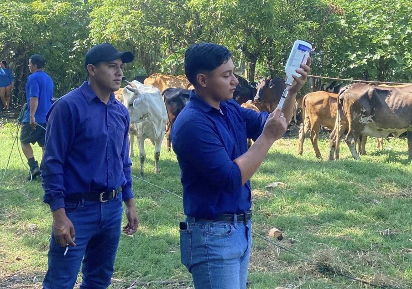 Contra el gusano barrenador: Tamaulipas fumiga cuatro cuadrantes y pone trampas de hígado fermentado