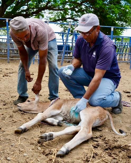 Ganadero desinfectando el cordón umbilical de un becerro recién nacido para prevenir el gusano barrenador en Tamaulipas