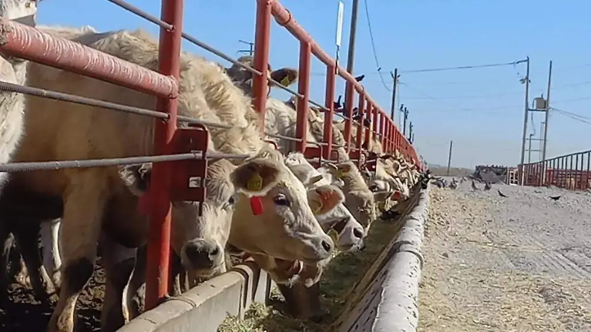 Ganado bovino en campo de Tamaulipas afectado por el gusano barrenador y la escasez de mosca estéril
