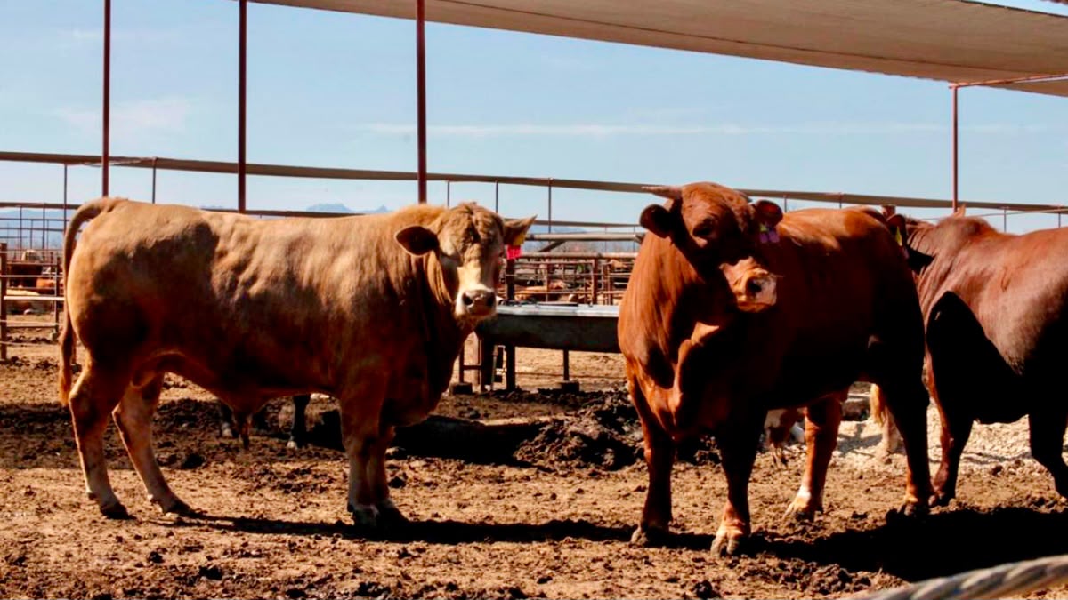 Moscas estériles contra gusano barrenador: Tamaulipas pide liberación federal