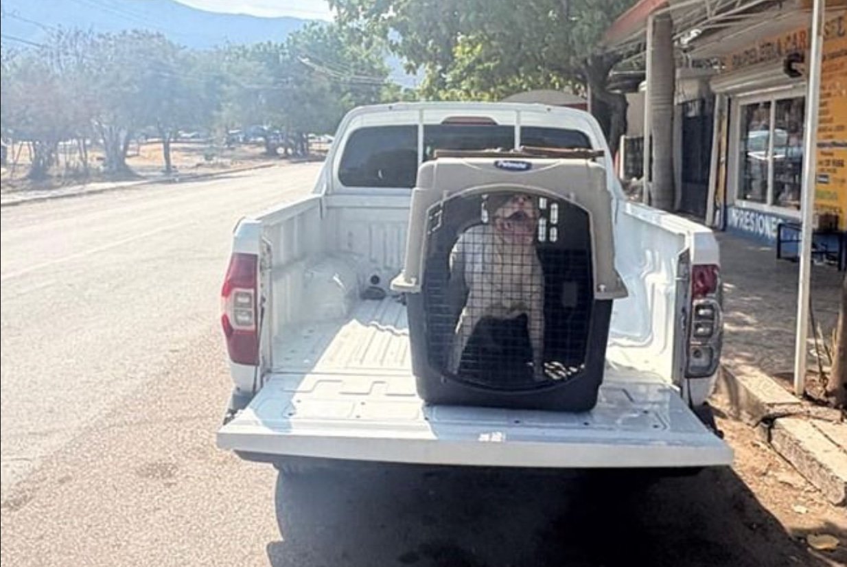 Fiscalía asegura perro en colonia Libertad en diligencia por maltrato animal y homicidio