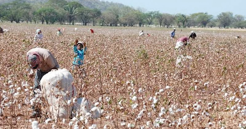Productor de algodón en el norte de Tamaulipas revisando cultivo afectado por el picudo del algodonero