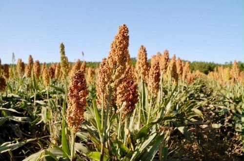Campos de sorgo en el norte de Tamaulipas, principal zona de producción de sorgo en México