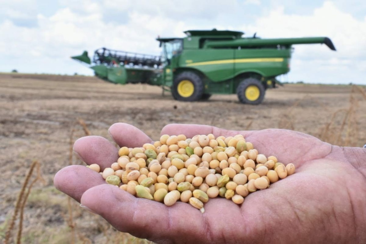 Cosecha de sorgo en Tamaulipas, primer lugar nacional en producción de sorgo en 2024