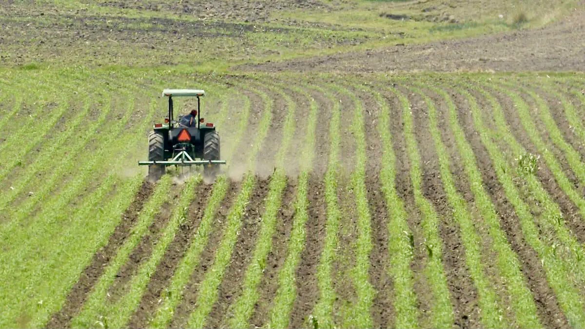 Productor agrícola del norte de Tamaulipas en campo de sorgo durante la crisis de precios 2026
