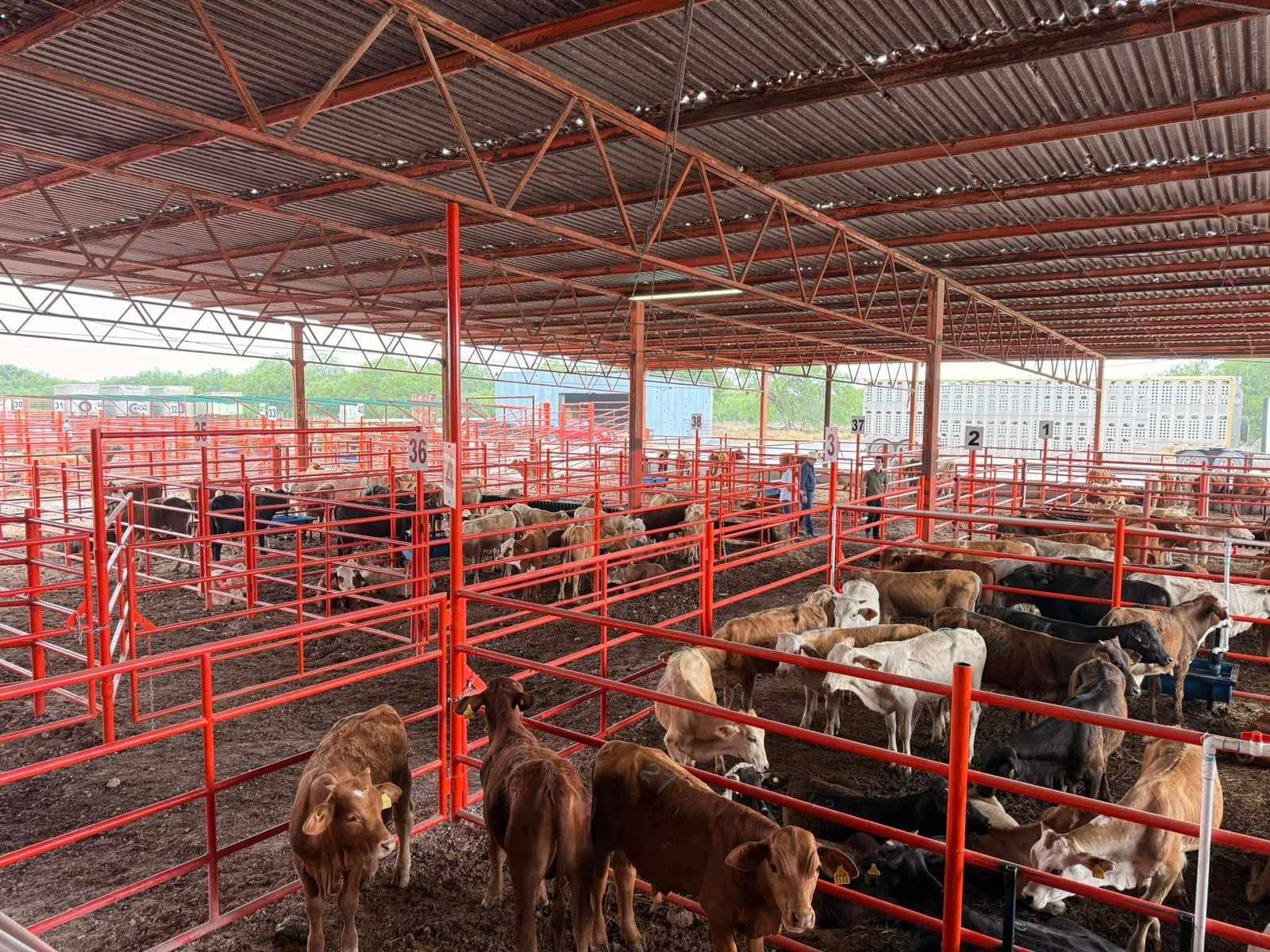 Dos años sin exportar: Tamaulipas espera hasta 2027 para cruzar ganado a EU