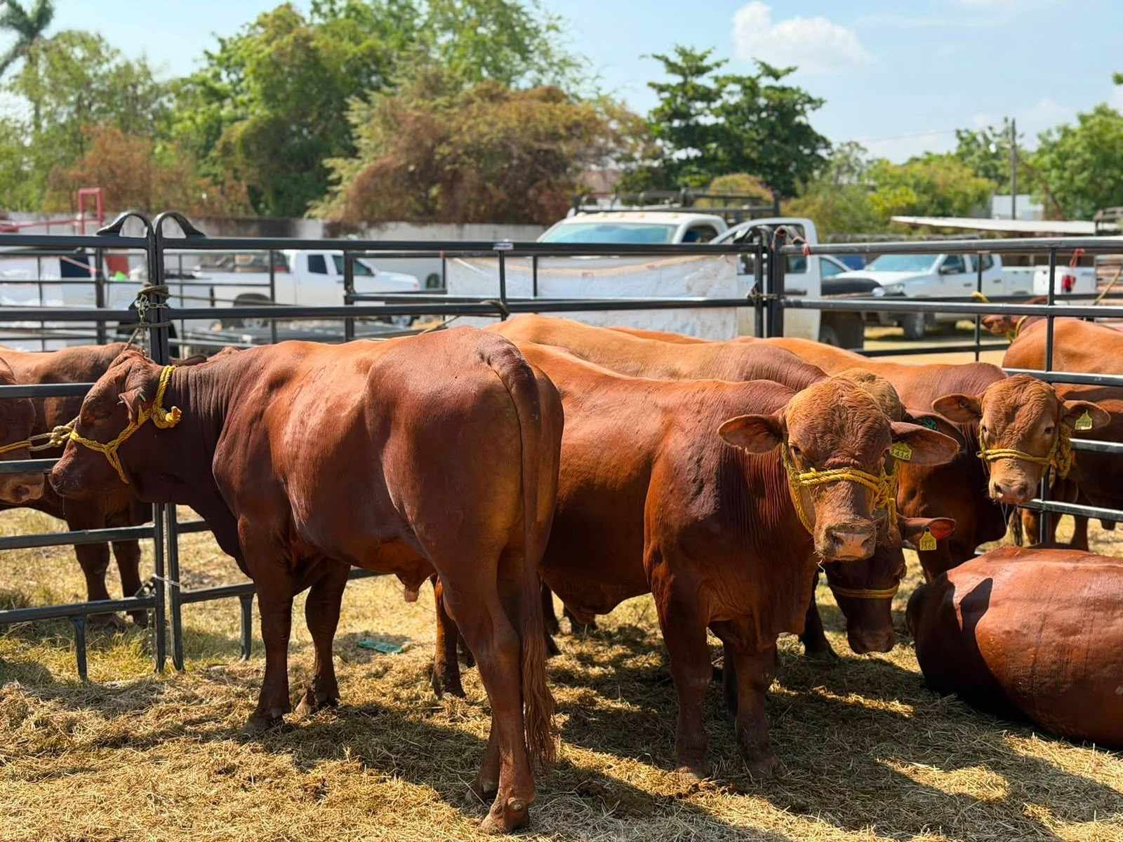 Dos años sin exportar: Tamaulipas espera hasta 2027 para cruzar ganado a EU