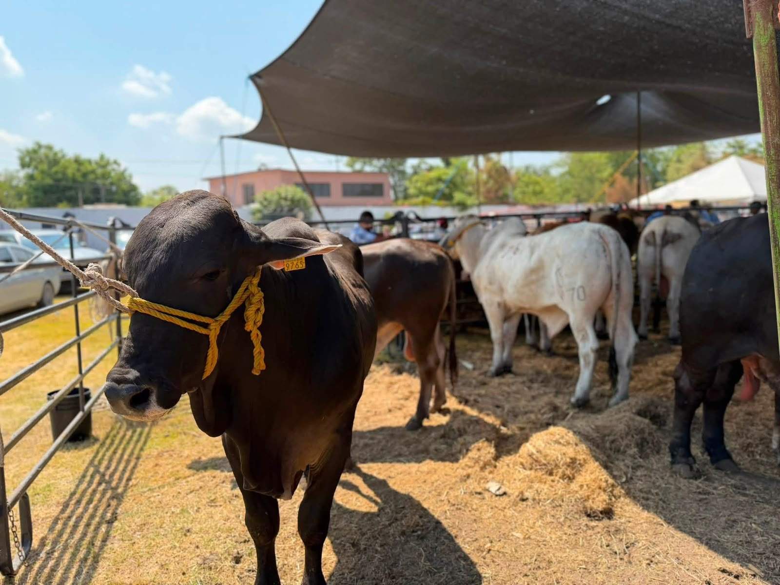 Dos años sin exportar: Tamaulipas espera hasta 2027 para cruzar ganado a EU