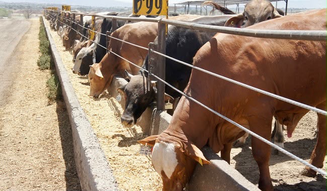Ganaderos de Tamaulipas esperan reapertura frontera ganadera para exportar becerros a Estados Unidos