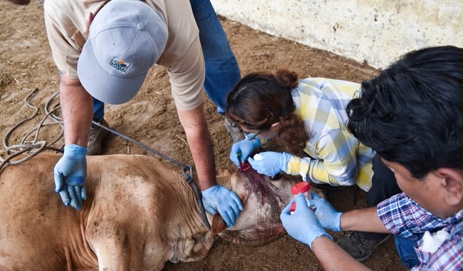 Confirman repunte de gusano barrenador en Tamaulipas