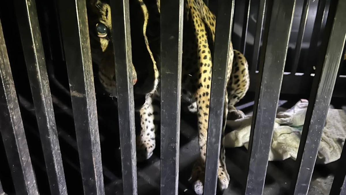 Rescatan un jaguar atrapado en una trampa en la zona serrana de Tamaulipas