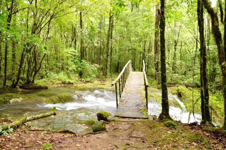 Superficie forestal de Tamaulipas: 3.8 millones de ha con producción mínima