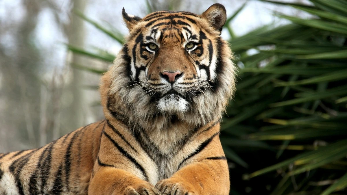 Tamaulipas: aseguran 135 animales exóticos y 68 mil litros de diésel durante cinco cateos