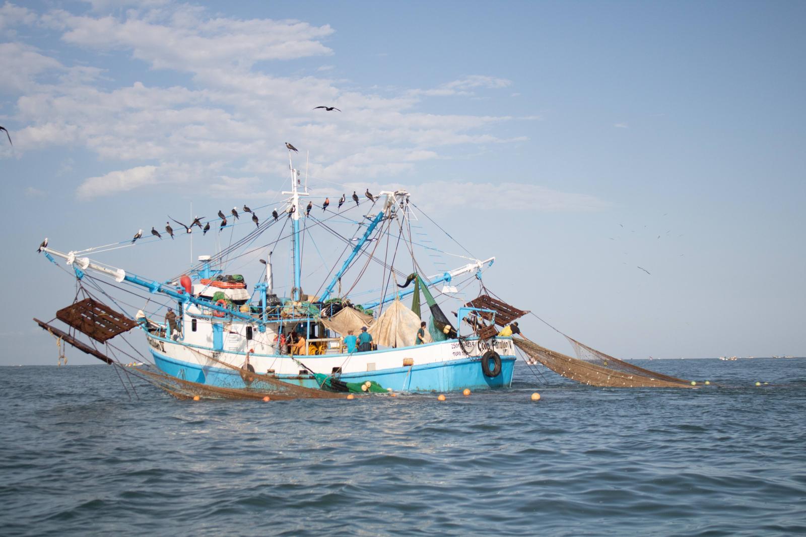 Embarcaciones pesqueras en el litoral de Tamaulipas durante la temporada de camarón en el Golfo de México