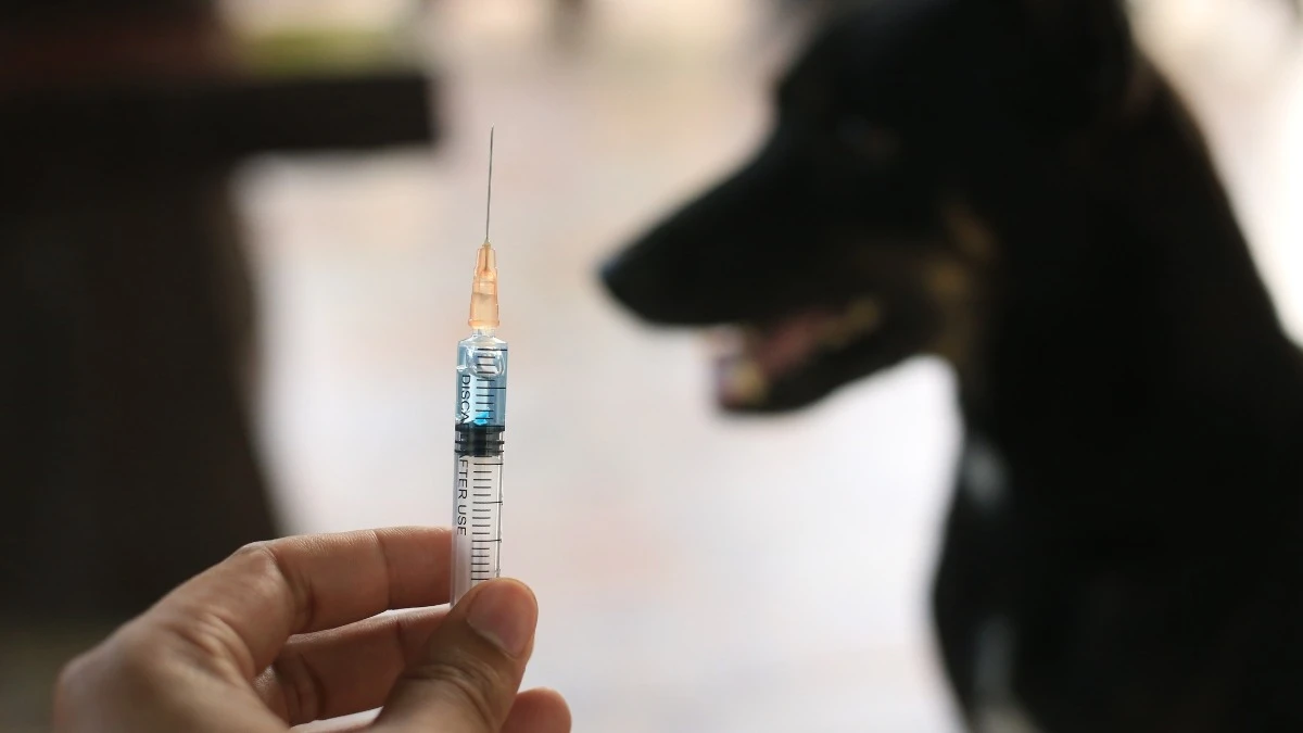 Vacunas antirrábicas gratis para perros y gatos en Ciudad Victoria