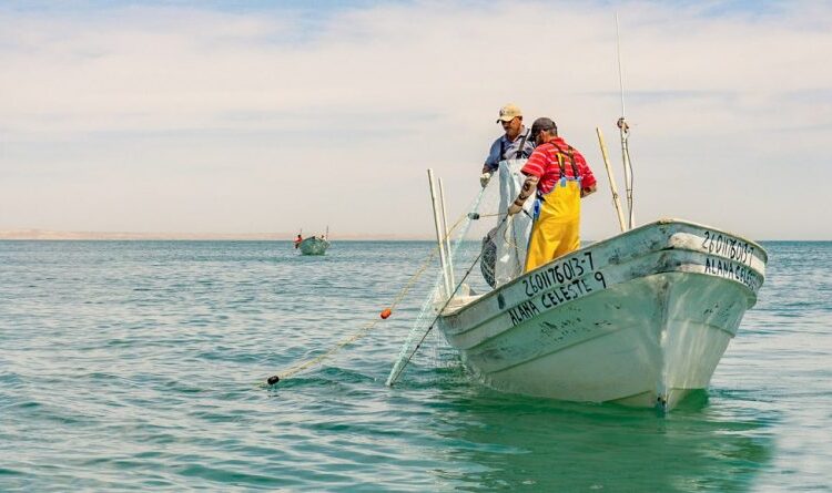 Conapesca amplía veda de camarón en el Golfo de México hasta mediados de septiembre