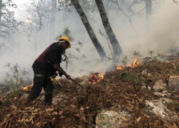 Plan Tamaulipas persiste en combate de incendio forestal en “La Chona”