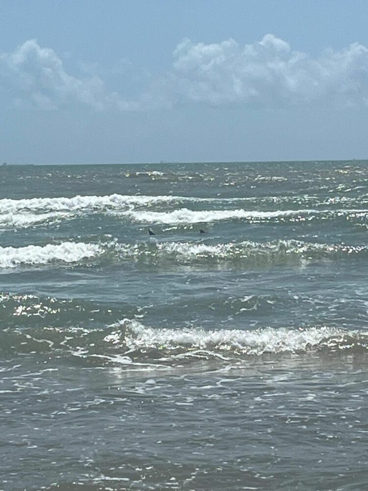 Terror el 4 de Julio: feroz ataque de un tiburón en la Isla del Padre