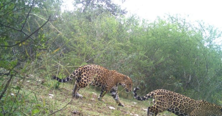 Jaguares muertos en Tamaulipas preocupa a expertos sobre la conservación