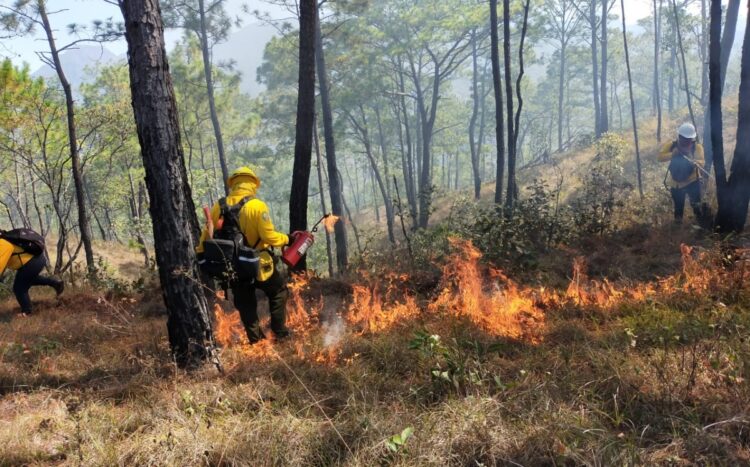 Protección Civil alerta sobre alto riesgo de incendios
