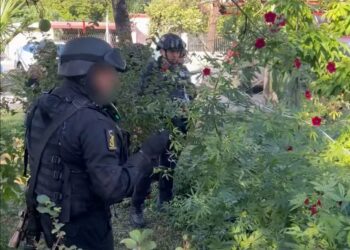 Reporte de Plantas de Marihuana provoca movilización de Guardia Estatal