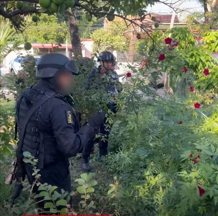 Reporte de Plantas de Marihuana provoca movilización de Guardia Estatal
