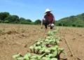 SADER impulsa créditos de hasta 1.3 millones para productores rurales