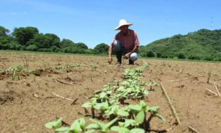 SADER impulsa créditos de hasta 1.3 millones para productores rurales
