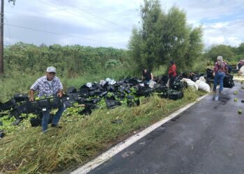 Vuelca trailer cargado de chile morón en el km 51